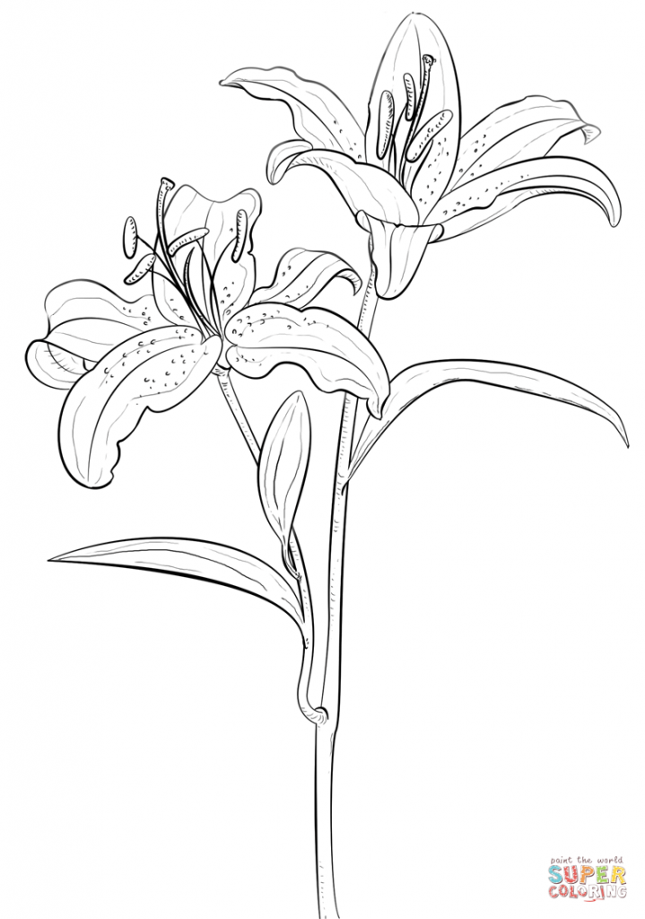 719x1024 Lily Coloring Pages
