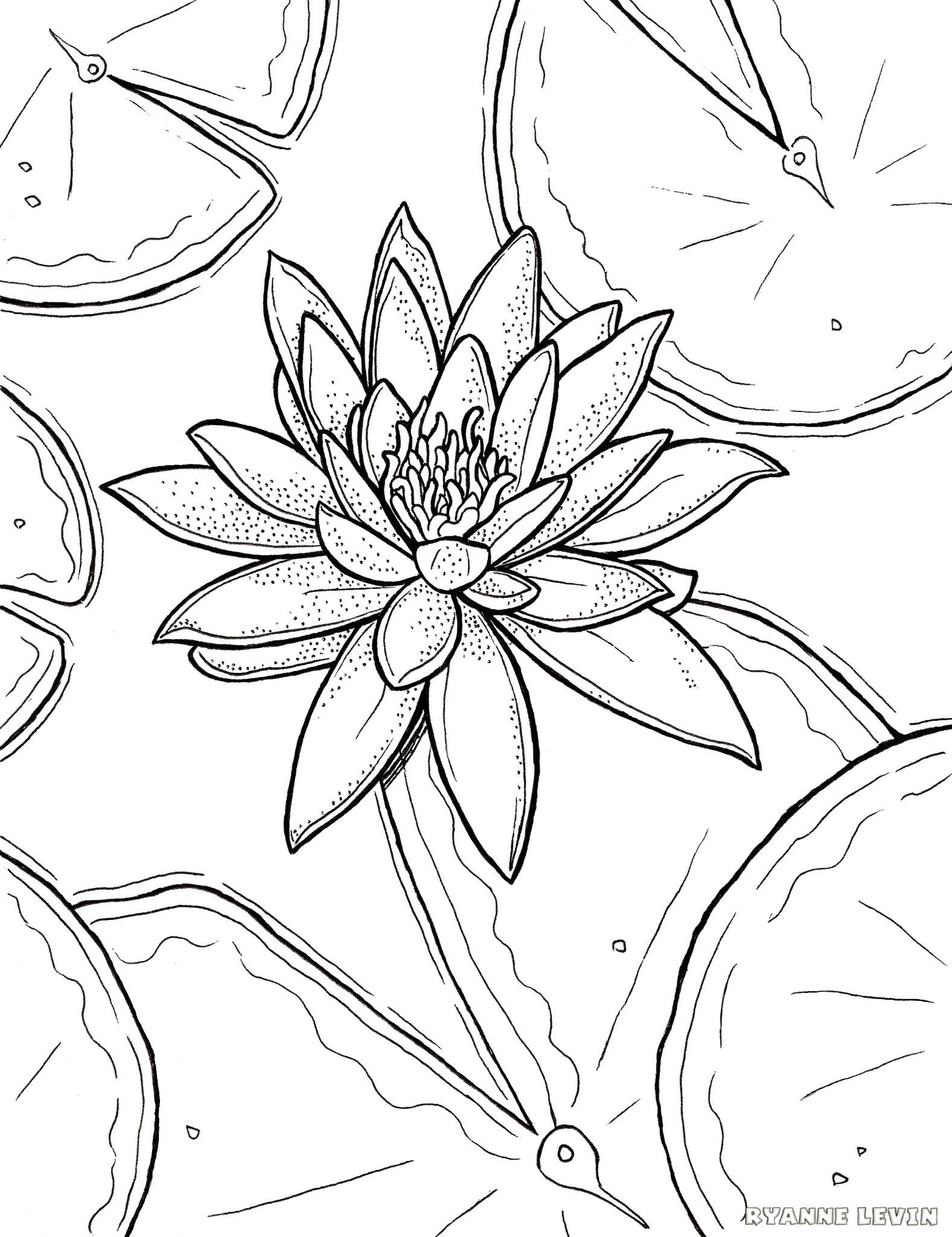 1577x2048 Marvelous Printable Water Lily Coloring Page U Ryanne Levin Image