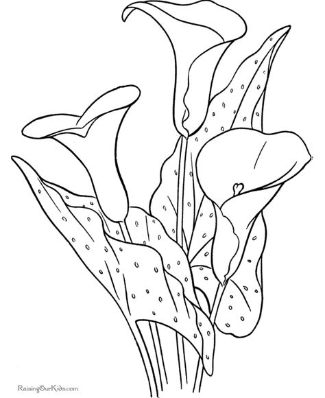 474x580 Calla Lily Coloring Pages Calla Lily Coloring Pages Flower Page