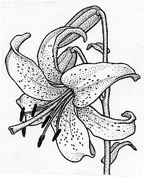207x254 Lilies Flowers To Color Lily Flower Coloring Pages