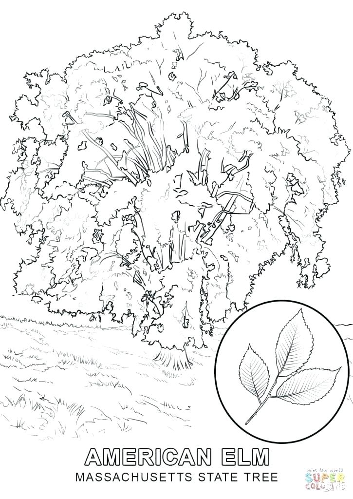 725x1024 State Tree Coloring Page Free Printable Coloring Pages State Tree