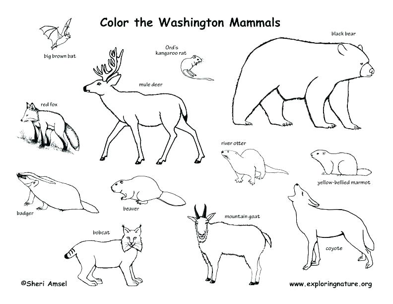 792x612 Alabama State Bird Coloring Page Vanda