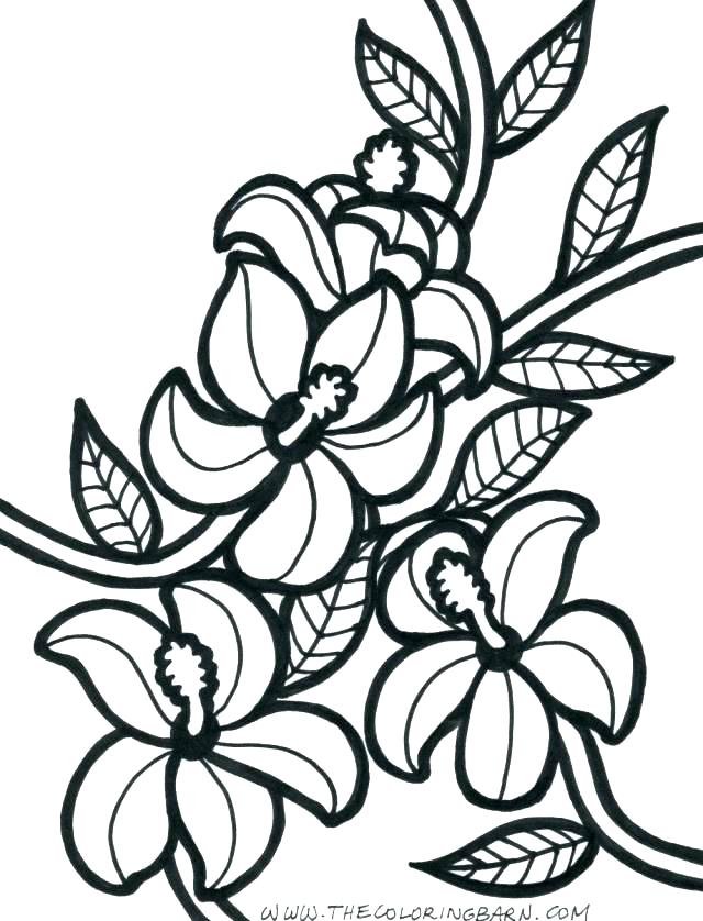 640x838 Flowers Coloring Pages Perfect Hibiscus Flower Coloring Flowers