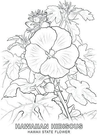 340x480 Hawaiian Flowers Coloring Pages Click To See Printable Version