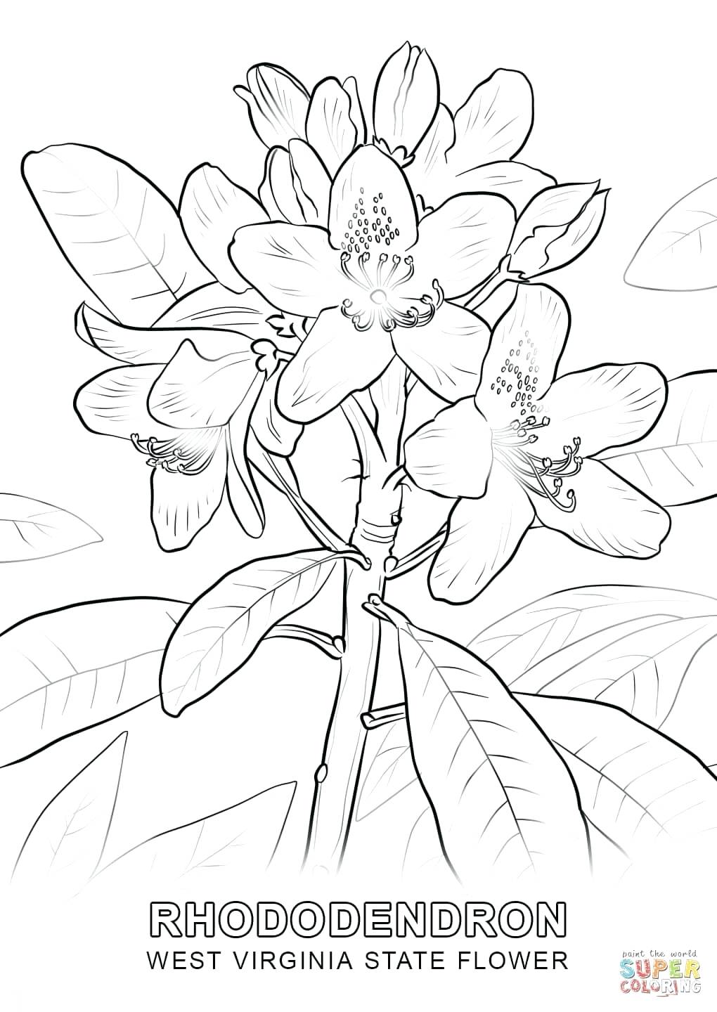 1020x1440 Coloring Pages Floral Coloring Pages Click The West State Flower