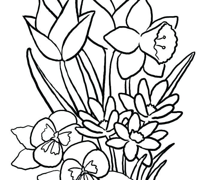 678x600 Free Flower Coloring Pages To Print
