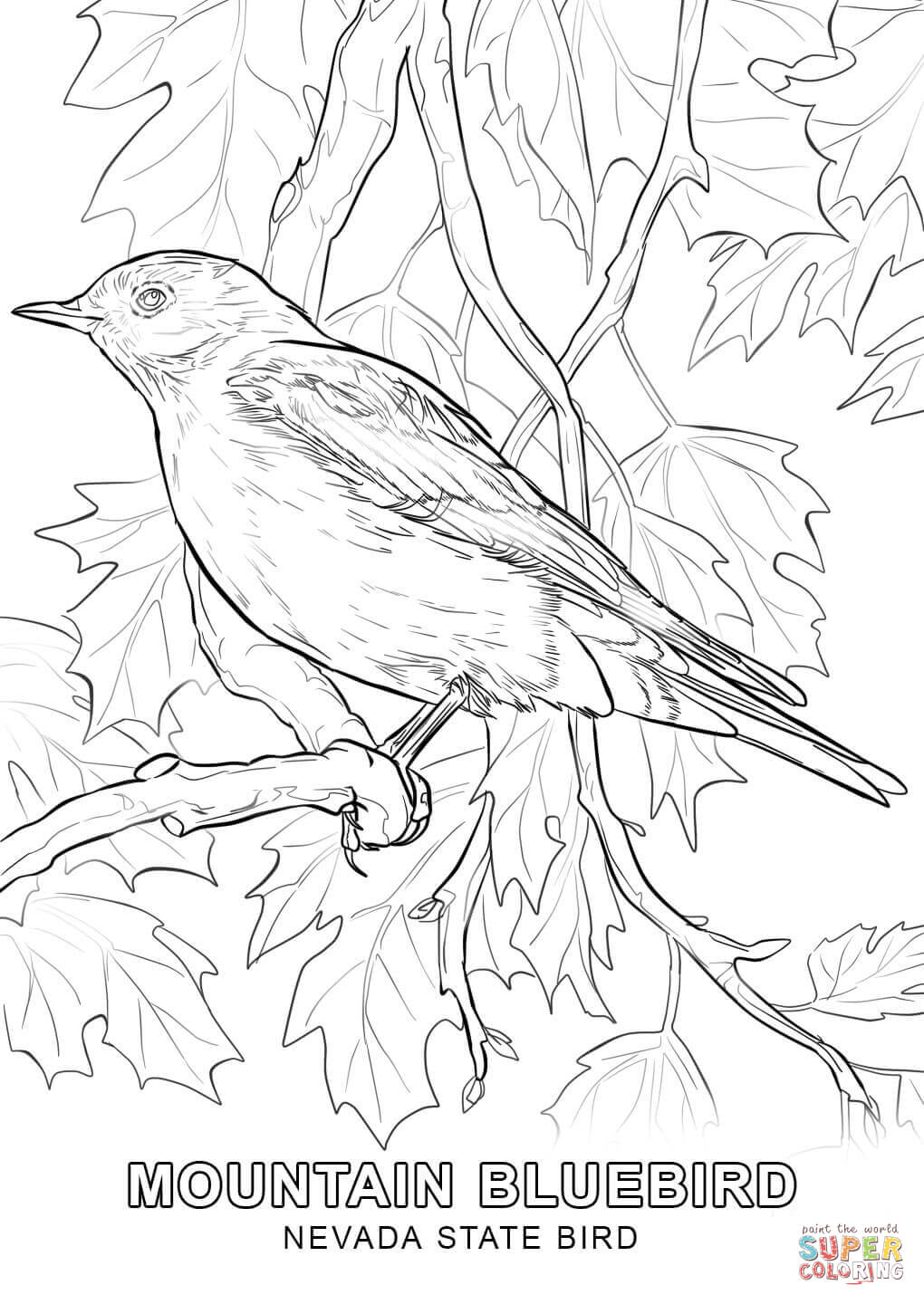 1020x1440 Nevada State Bird Coloring Page Free Printable Pages