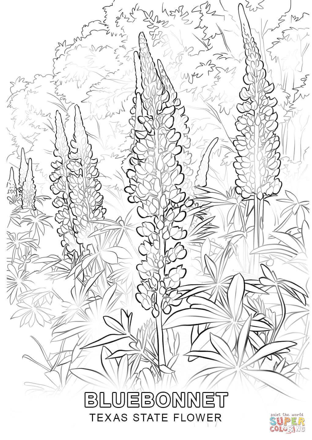 1020x1440 Texas State Flower Coloring Page Free Printable Pages Best