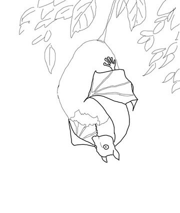 360x425 Stellaluna Coloring Pages Stellaluna Hanging On Fruit Coloring