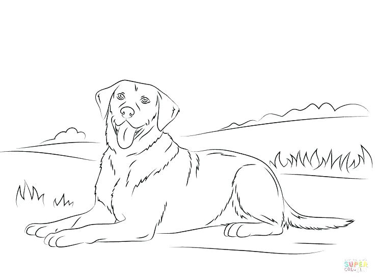 736x548 Dog Color Pages Retriever Coloring Pages Infinity Retriever Car