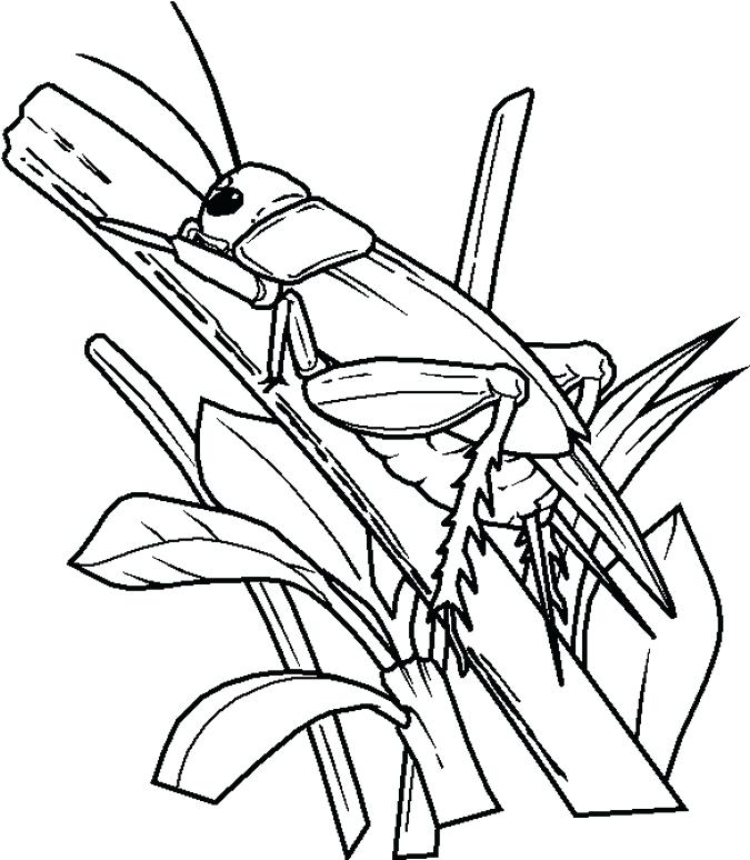 675x774 Insects Coloring Pagessect Clipart Coloring Page Pencil
