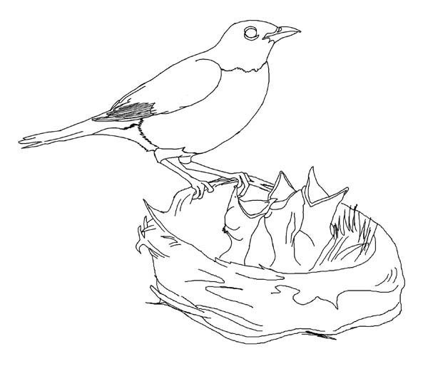 600x521 Hungry Robin Babies Coloring Page