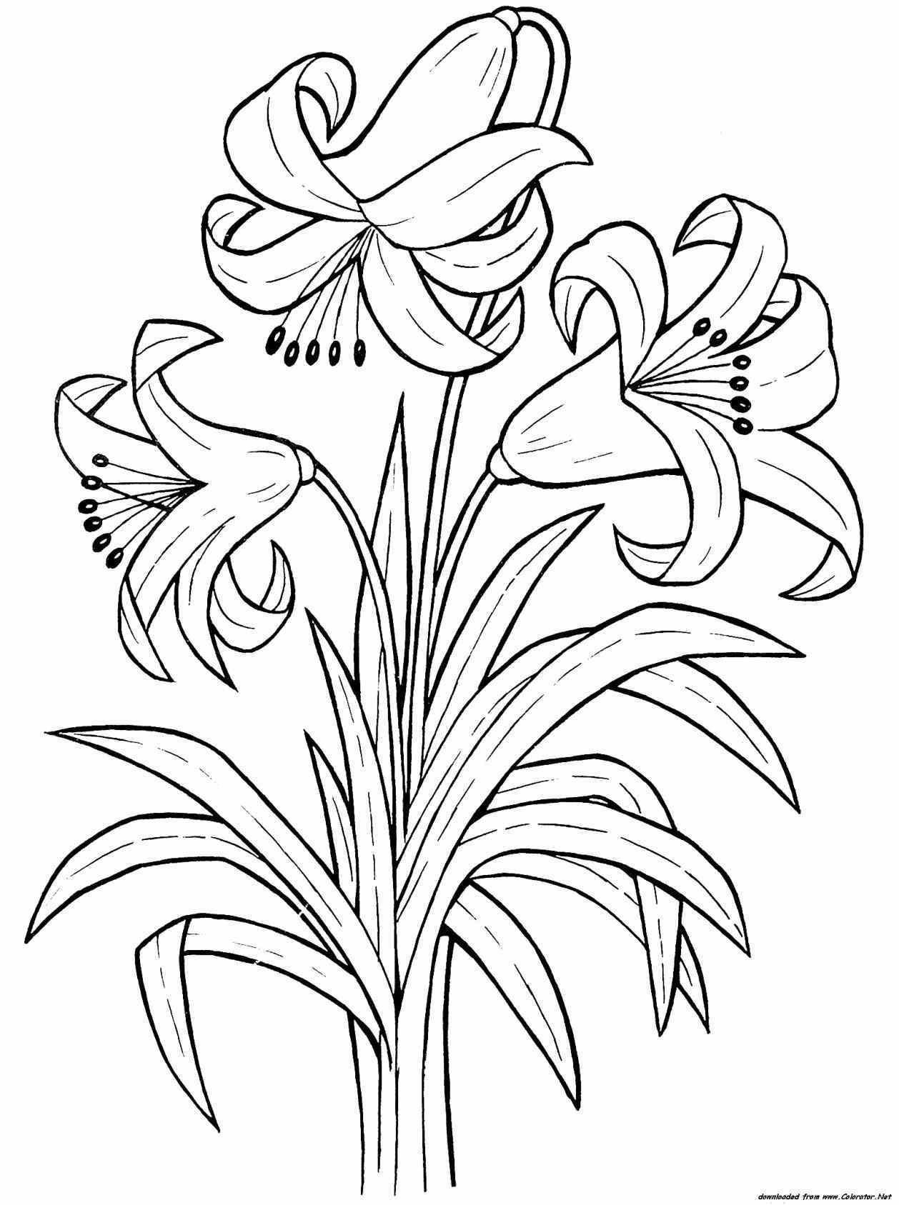 1258x1687 New Plant Page Trees Strawberry Plants And Flowers Coloring Pages