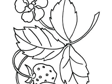 440x330 Strawberry Coloring Sheet Remarkable Ideas Strawberry Coloring