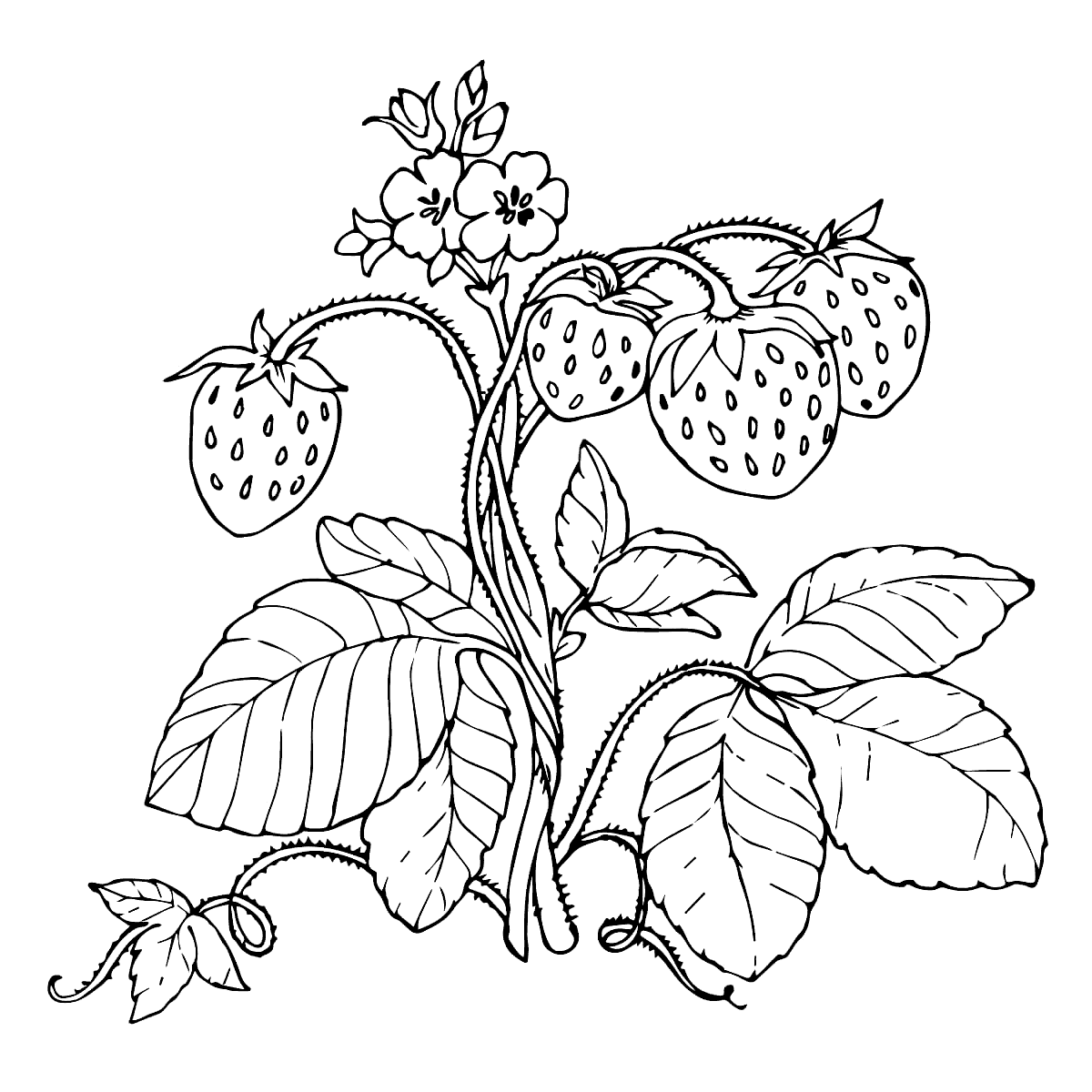 1200x1200 Strawberry Plant Coloring Page With Red Strawberries