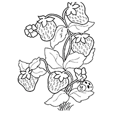 230x230 Strawberry Plant Coloring Pages