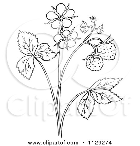 450x470 Cartoon Clipart Of An Outlined Strawberry Plant With Blossoms