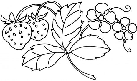 465x278 Strawberry Plant Coloring Page That Would Be Great For Embroidery