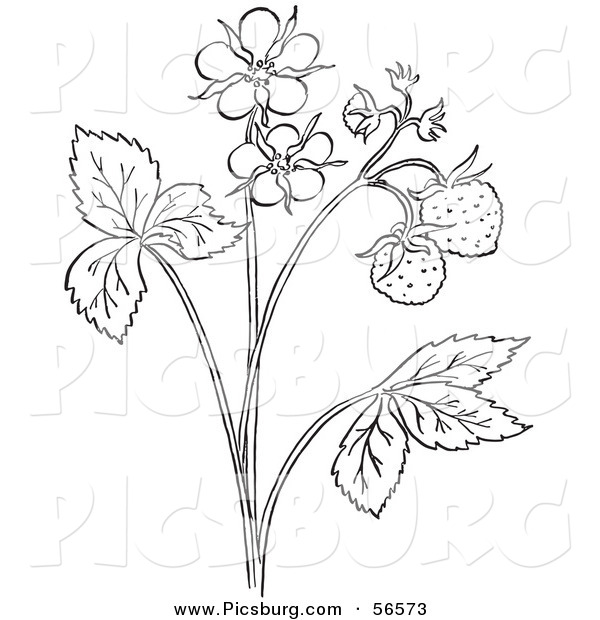 600x620 Clip Art Of A Coloring Page Outline Of A Strawberry Plant