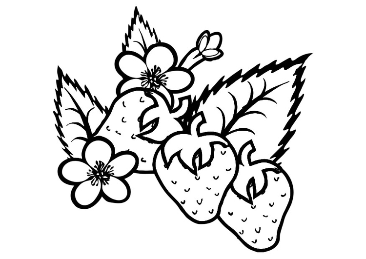750x531 Coloring Page Strawberries