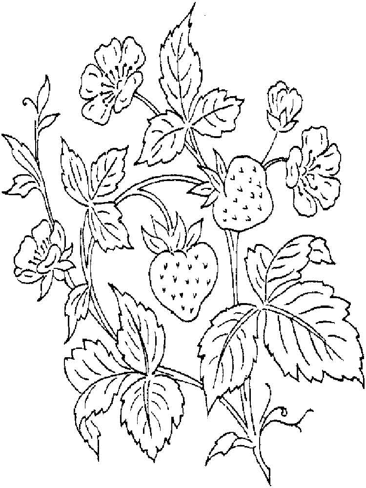 750x1000 Free Printable Strawberry Coloring Pages For Kids