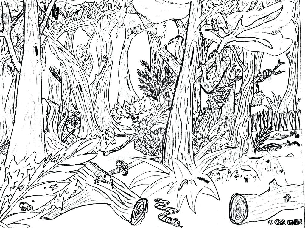 1024x768 Rain Forest Trees Coloring Page Many Interesting Rainforest