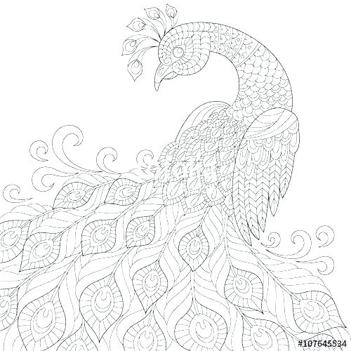500x500 Coloring Pages Of Peacocks