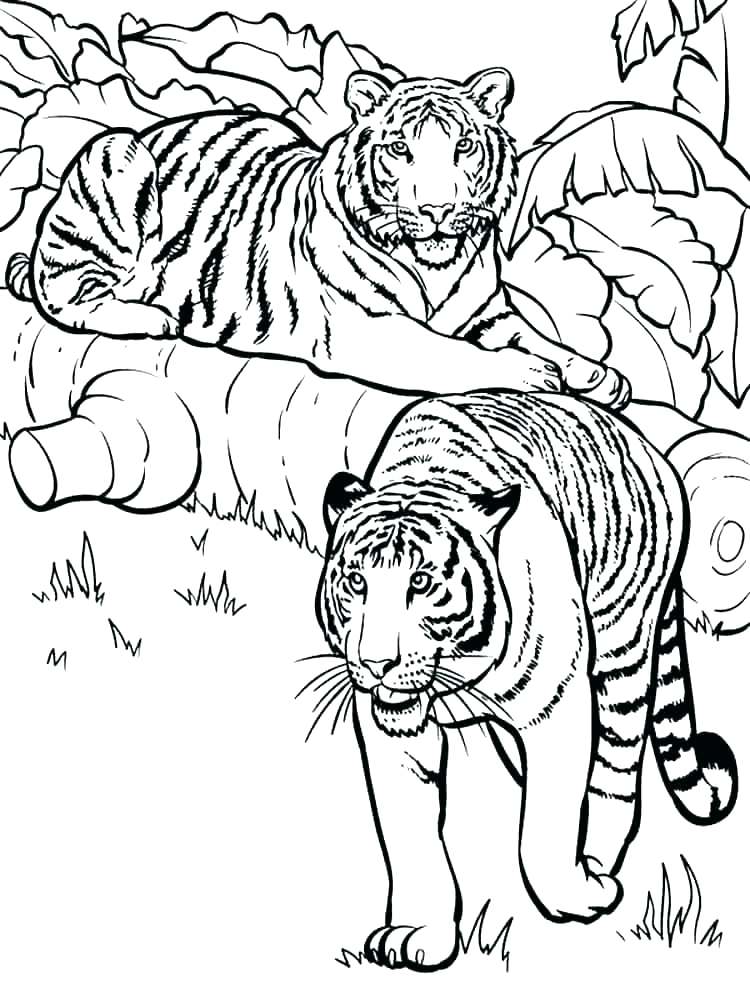750x1000 Tiger Without Stripes Coloring Page Tiger Coloring Picture Great