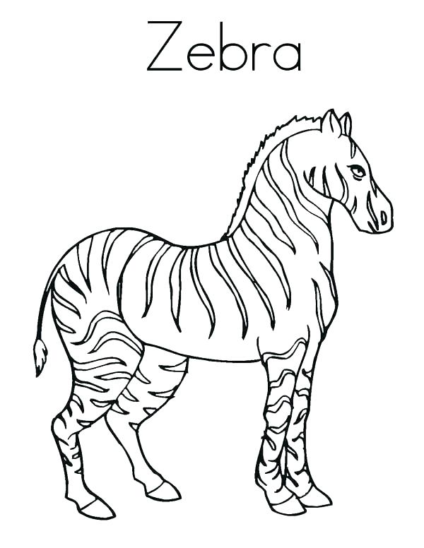 600x776 Zebra Color Page Zebra Color Page Coloring Page Zebras Color