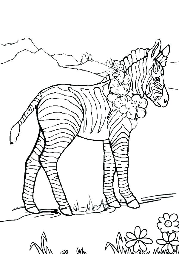 600x850 Zebra Coloring Pages