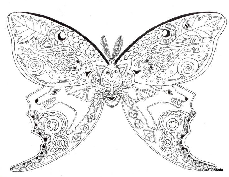 736x568 Coloring Moth