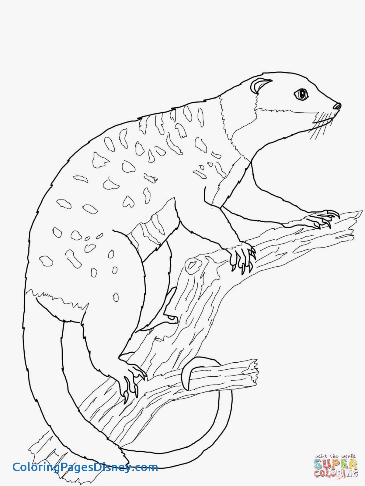 1200x1600 Wonderful Possum Coloring Page River Ringtail Pages Beautiful
