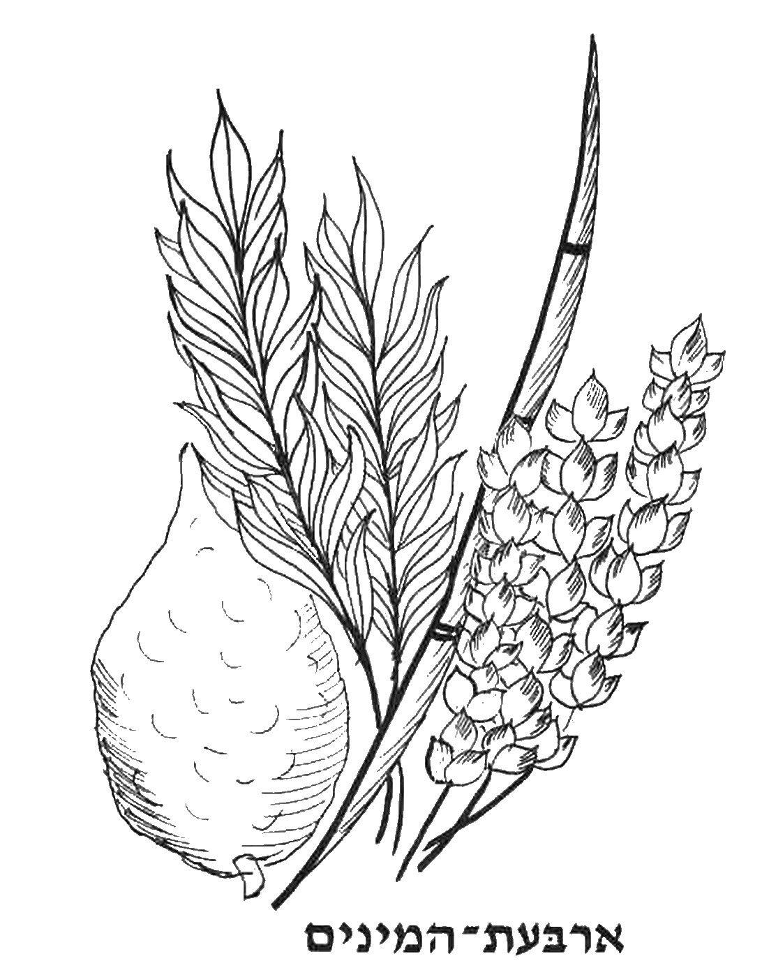 1092x1400 Sukkot Coloring