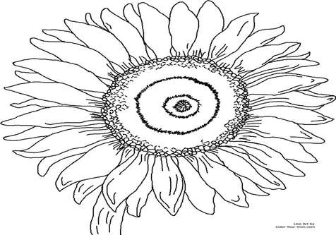 476x333 Sun Coloring Pages Adults Page Image Clipart Images