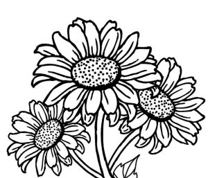 300x257 Realistic Sunflower Coloring Page Free Download