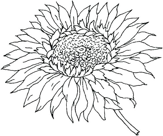 564x473 Sunflower Coloring Pages For Preschoolers Sun Coloring Pages
