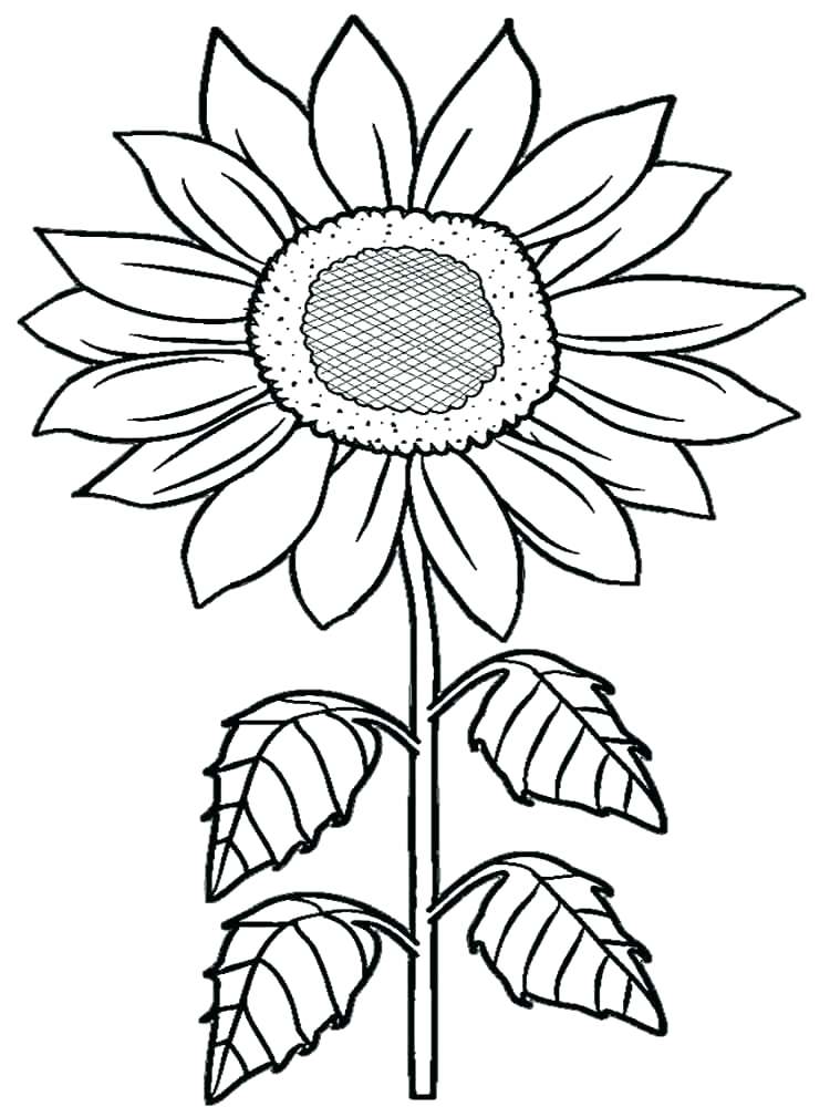 750x1000 Sunflowers Coloring Pages Van Coloring Pages Also Sunflower
