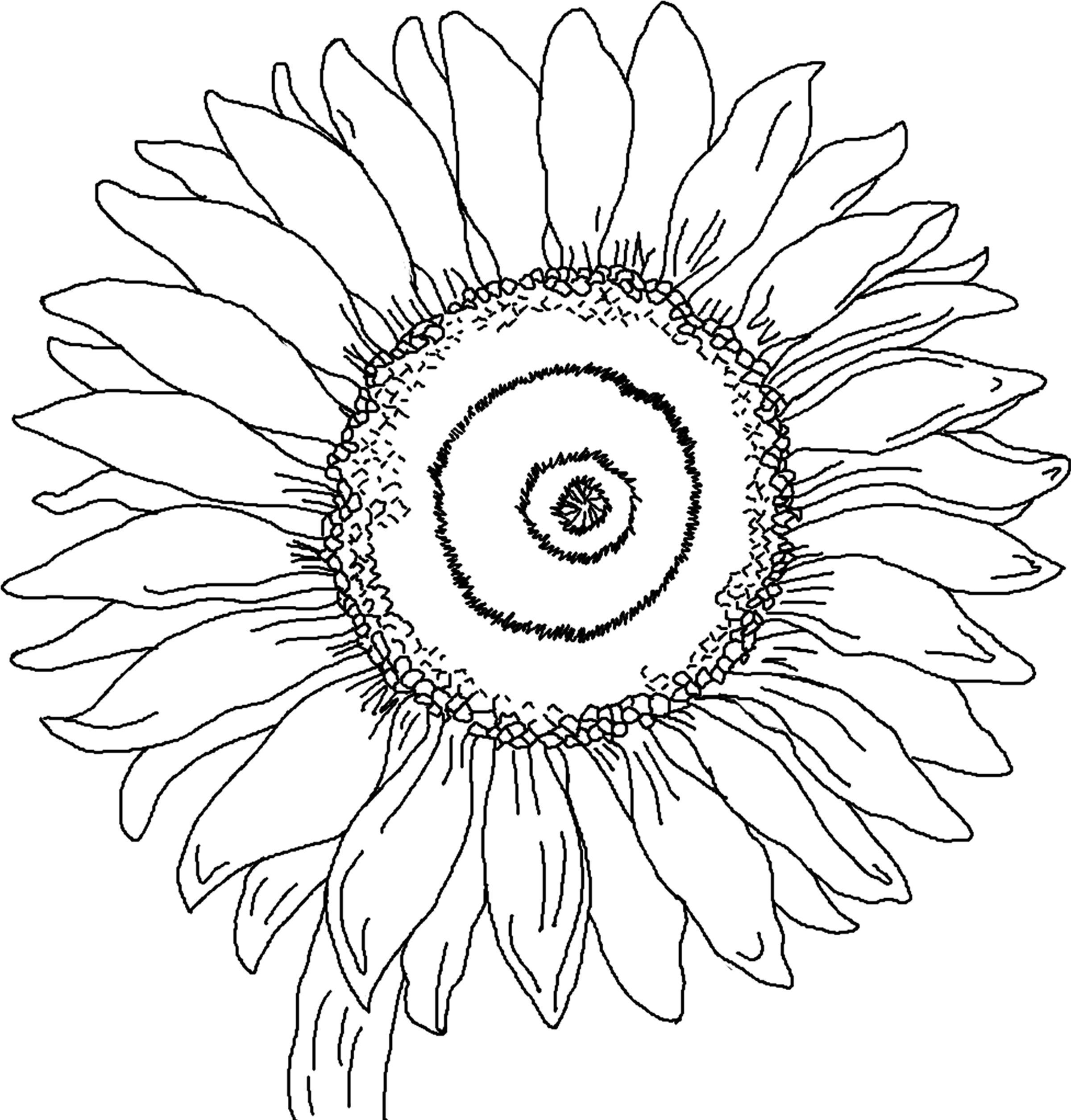2400x2511 Free Printable Sunflower Coloring Pages For Kids Sunflowers