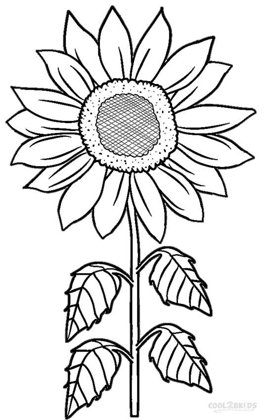 534x850 Printable Sunflower Coloring Pages For Kids