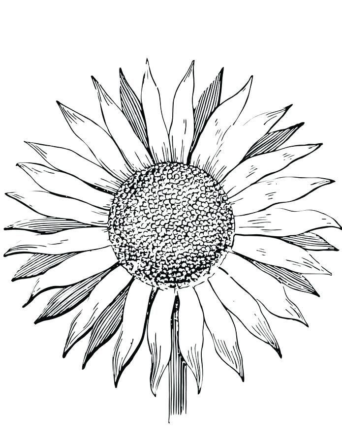 695x900 Sunflower Coloring Pages Printable Van Sunflower Colouring Pages