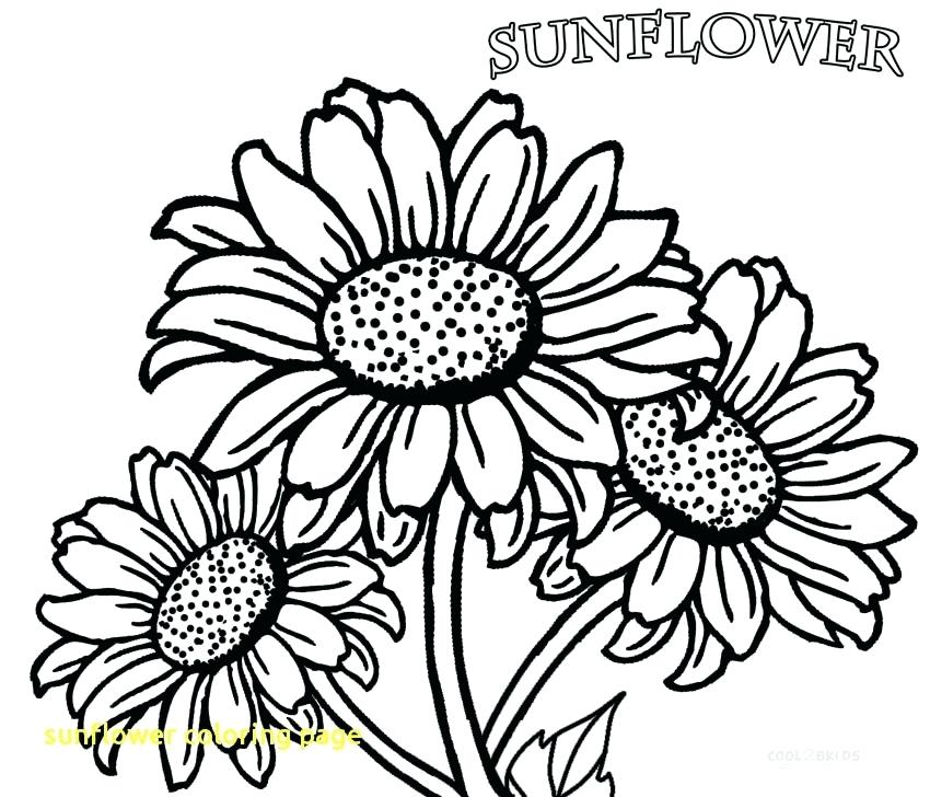 850x728 Sunflower Coloring Pages Sunflower Coloring Page With Printable
