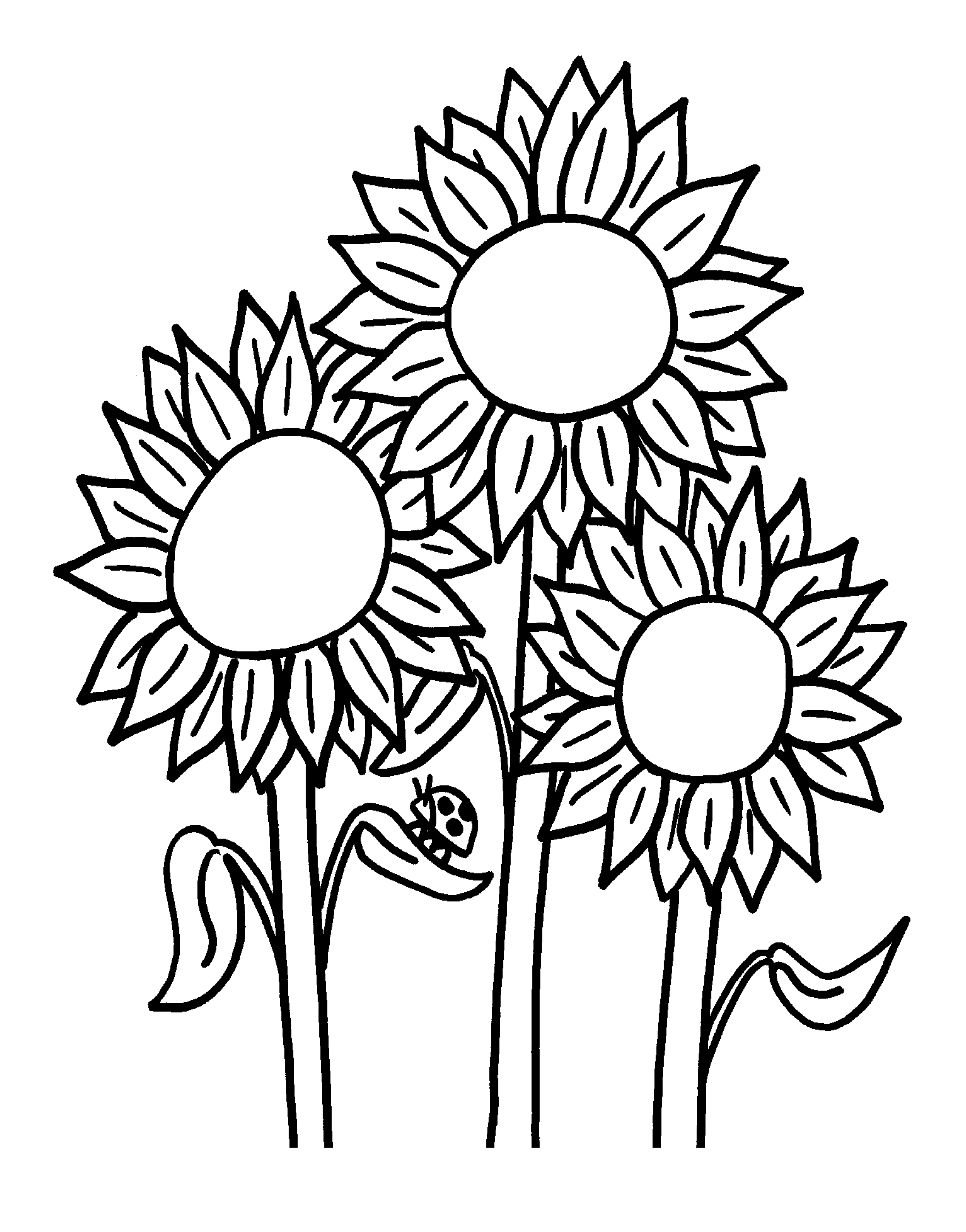 2725x3475 Approved Sunflower Colouring Pages Coloring Go
