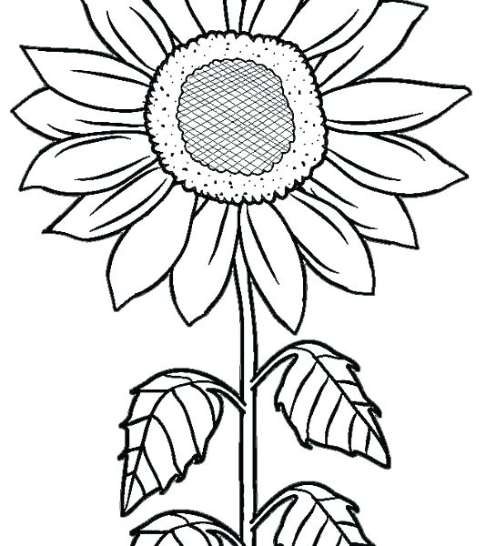 534x600 Sunflower Coloring Pictures