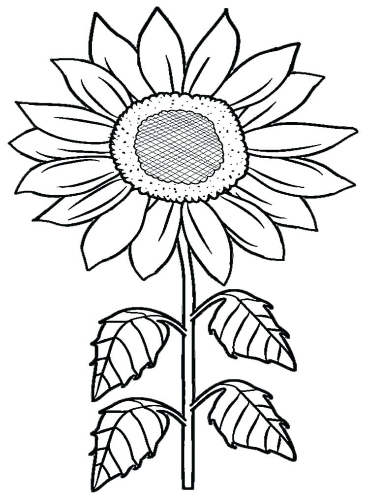 Sunflower Coloring Pages Printable at GetDrawings | Free download