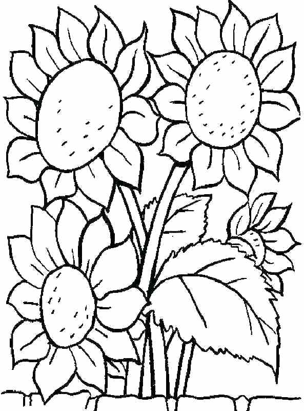 593x800 Sunflower Coloring Pages