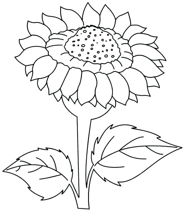 633x730 Sunflower Coloring Page Sun Color Page Sun Coloring Pages Free
