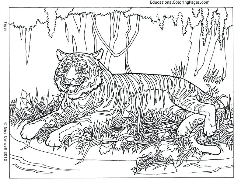 792x612 Cool Tiger Coloring Pages Or Cool Tiger Coloring Pages Super Hard
