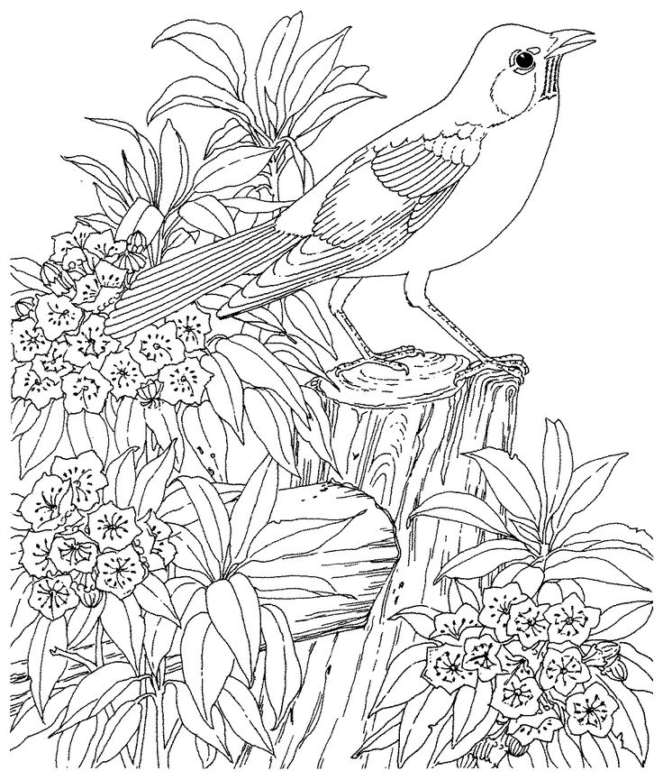 736x865 Best Col B Animaux Images On Coloring Books, Free