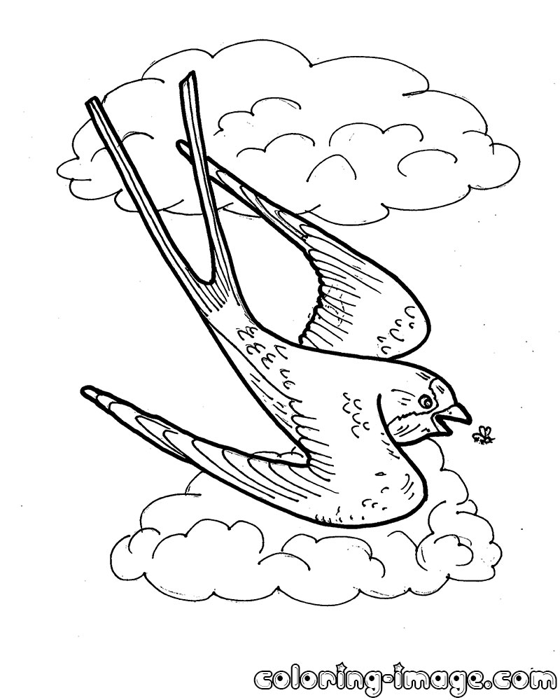 800x1000 Birds Free Coloring Pages For Kids