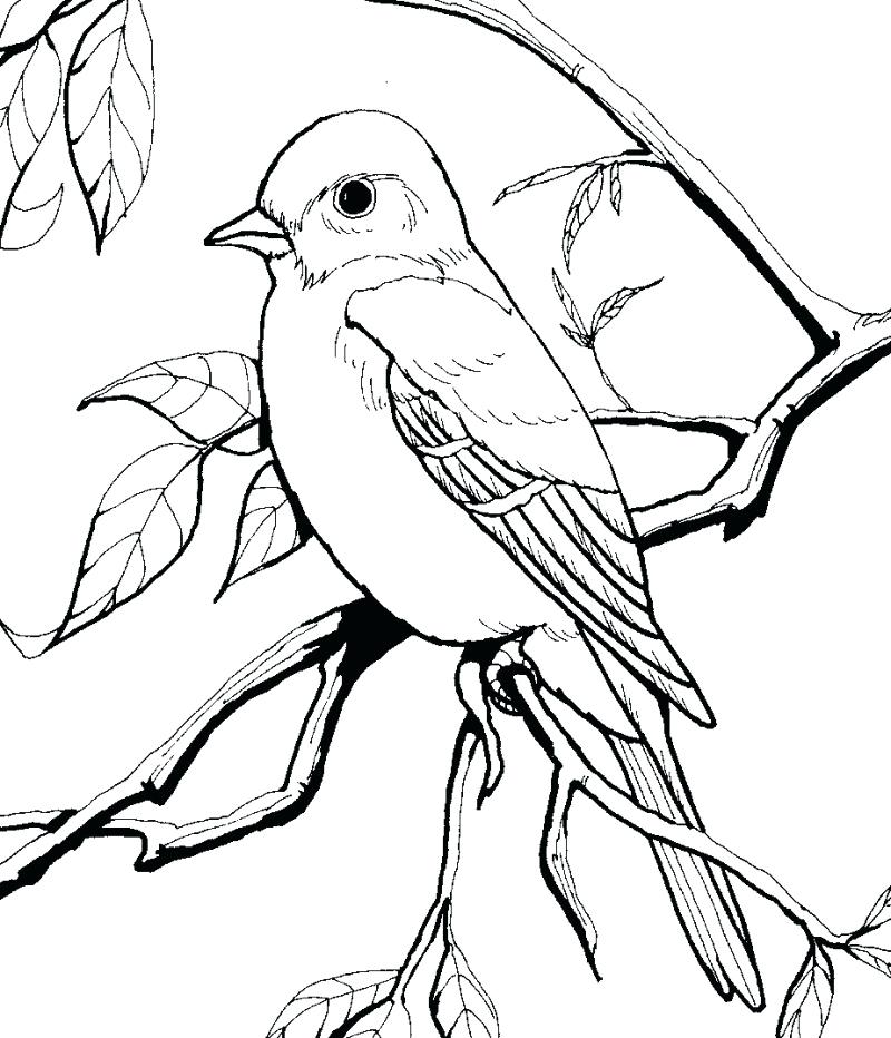 800x932 Coloring Page Bird Coloring Sheets For Chapters A Bird Coloring